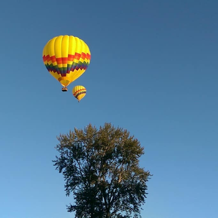 two hot air balloons flying through a deep blue sky above a tree