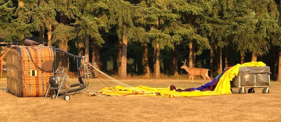 This evening in Snohomish, we were getting the hot air balloon ready for the arrival of the passengers a deer happened to wander past. 